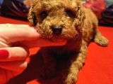 Red Toyy Poodle Bebeklerimiz