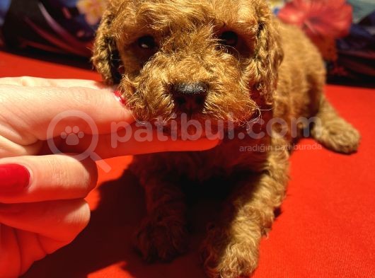 Red Toyy Poodle Bebeklerimiz görsel