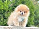 Pomerani̇an Boo Bebekleri̇mi̇z