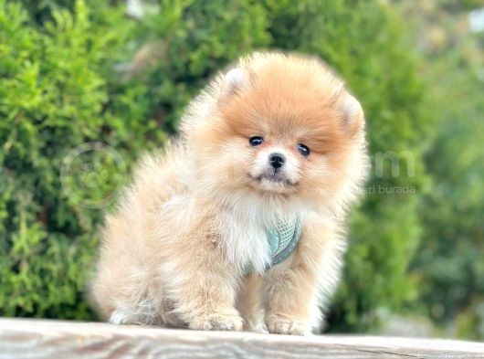 Pomerani̇an Boo Bebekleri̇mi̇z görsel