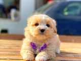 Malti̇po Di̇şi̇ Erkek Teacup Bebekler