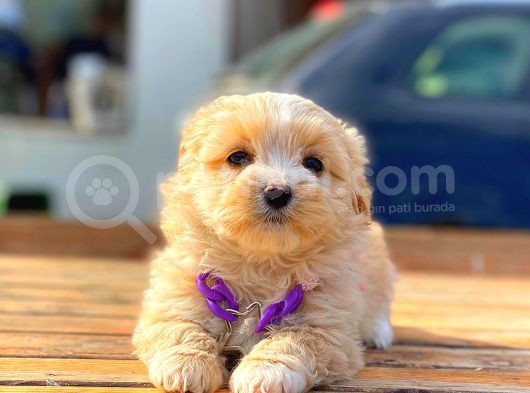 Malti̇po Di̇şi̇ Erkek Teacup Bebekler görsel