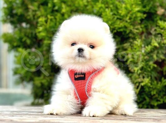 Pomerani̇an Boo Bebekler görsel