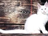 Ds25 White & Odd Eyes Mainecoon Pedgireed