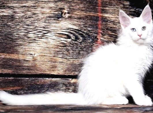Ds25 White & Odd Eyes Mainecoon Pedgireed görsel