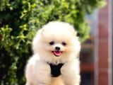 Bi̇r Bi̇ri̇nden  Güzel Yavru Köpekler