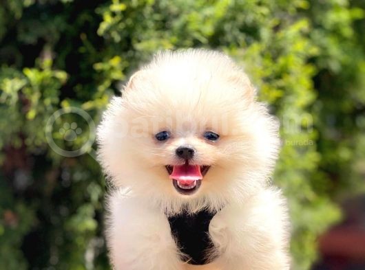 Bi̇r Bi̇ri̇nden  Güzel Yavru Köpekler görsel