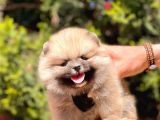 Bi̇r Bi̇ri̇nden  Güzel Yavru Köpekler