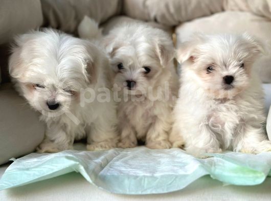 Tea Cup Maltese Terri̇er Yavrulari Orji̇nal görsel