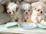 Tea Cup Maltese Terri̇er Yavrulari Orji̇nal