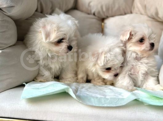 Tea Cup Maltese Terri̇er Yavrulari Orji̇nal görsel