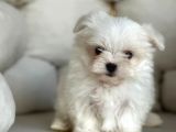 Tea Cup Maltese Terri̇er Yavrulari Orji̇nal