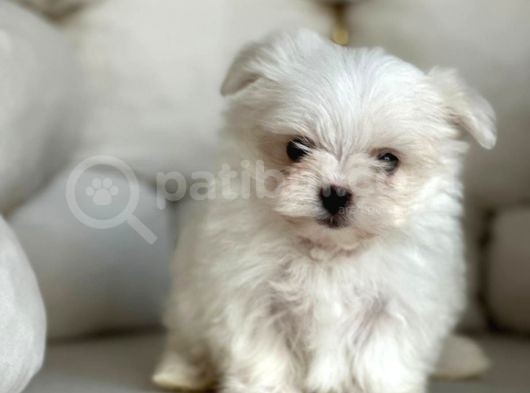 Tea Cup Maltese Terri̇er Yavrulari Orji̇nal görsel
