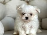 Tea Cup Maltese Terri̇er Yavrulari Orji̇nal