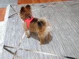 2 Yaşın Da Minik Pomeranian