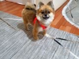 2 Yaşın da Minik Pomeranian