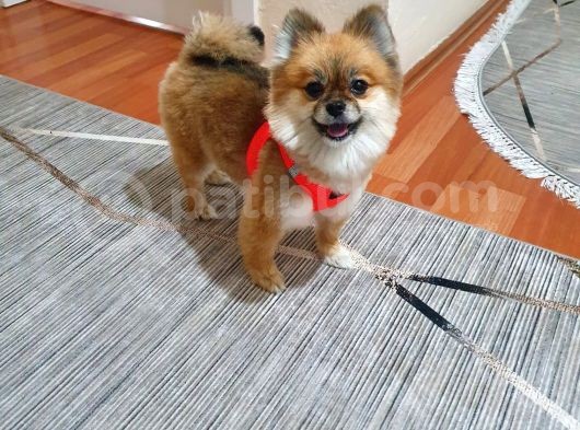2 Yaşın Da Minik Pomeranian
