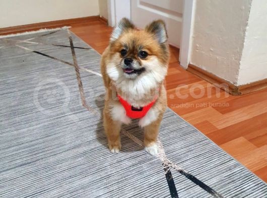 2 Yaşın Da Minik Pomeranian görsel