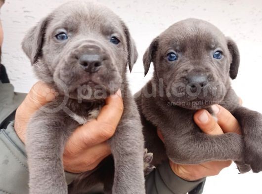 Blue Cane  Corso Erkek Yavrular görsel