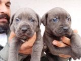 Blue Cane  Corso Erkek Yavrular