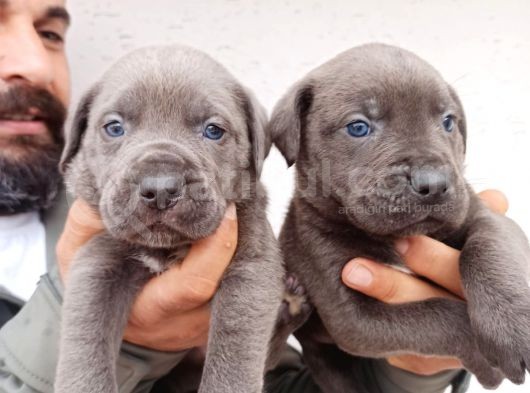 Blue Cane  Corso Erkek Yavrular görsel
