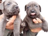 Blue Cane  Corso Erkek Yavrular