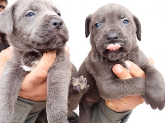 Blue Cane  Corso Erkek Yavrular görsel