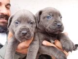 Blue Cane  Corso Erkek Yavrular