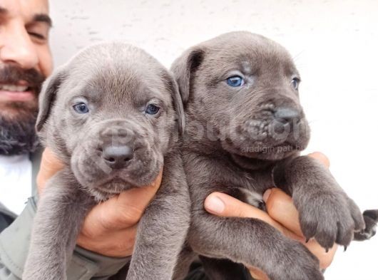 Blue Cane  Corso Erkek Yavrular görsel