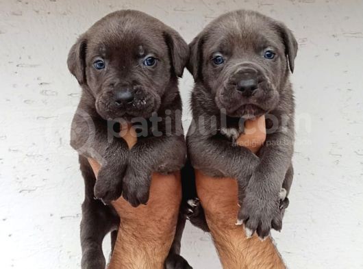 Blue Cane  Corso Erkek Yavrular görsel