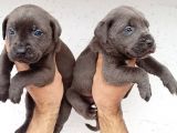 Blue Cane  Corso Erkek Yavrular