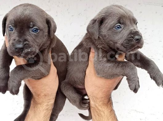 Blue Cane  Corso Erkek Yavrular görsel