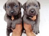 Blue Cane  Corso Erkek Yavrular