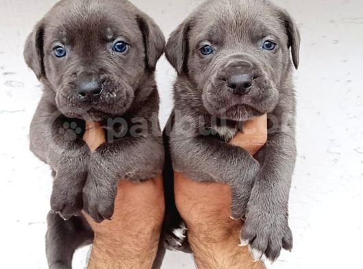 Blue Cane  Corso Erkek Yavrular