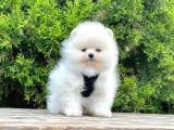 Show Kali̇te Pomerani̇an Bebekleri̇m