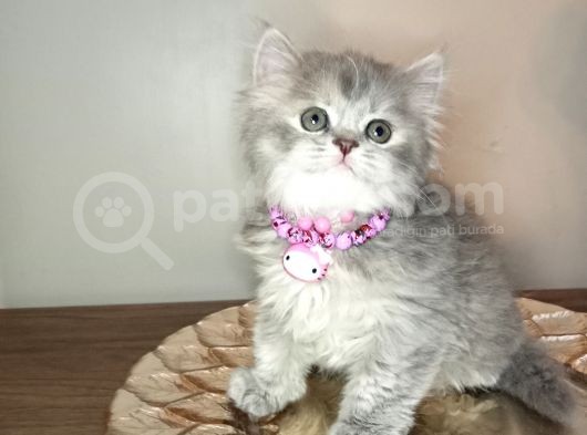 Scottish Longhair Dişi Yavrumuz Yeni Yuvasını Arıyor  görsel