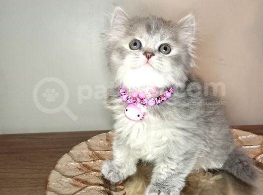 Scottish Longhair Dişi Yavrumuz Yeni Yuvasını Arıyor  görsel