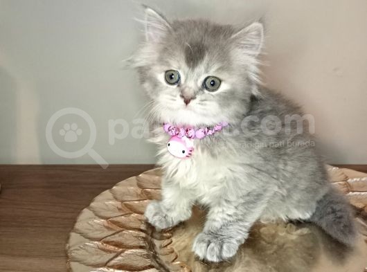 Scottish Longhair Dişi Yavrumuz Yeni Yuvasını Arıyor  görsel