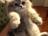Scottish Longhair Dişi Yavrumuz Yeni Yuvasını Arıyor 