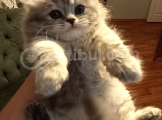 Scottish Longhair Dişi Yavrumuz Yeni Yuvasını Arıyor  görsel