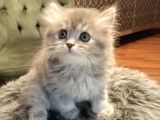 Scottish longhair dişi yavrumuz yeni yuvasını arıyor 