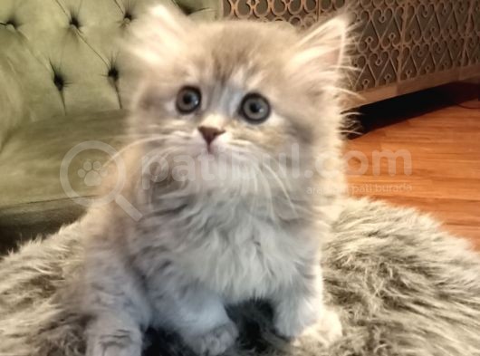 Scottish Longhair Dişi Yavrumuz Yeni Yuvasını Arıyor 