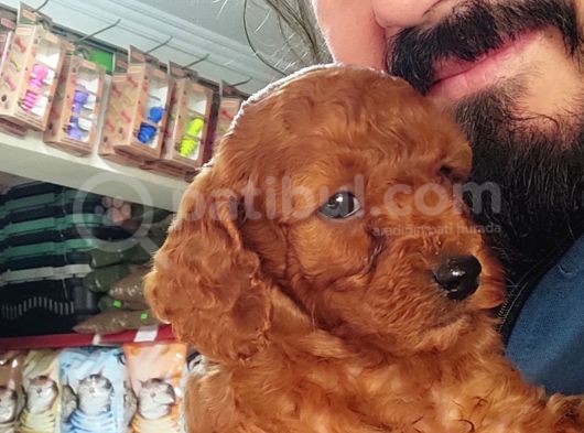 Red Toy Poodle Yavrular
