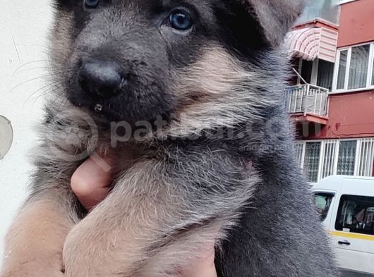 Türki̇ye De Bi̇r İlk Blue Alman Çoban Yavrusu görsel