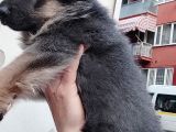 Türki̇ye De Bi̇r İlk Blue Alman Çoban Yavrusu