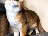 British Shorthair Ny 11 Erkek Üretim Şecereli