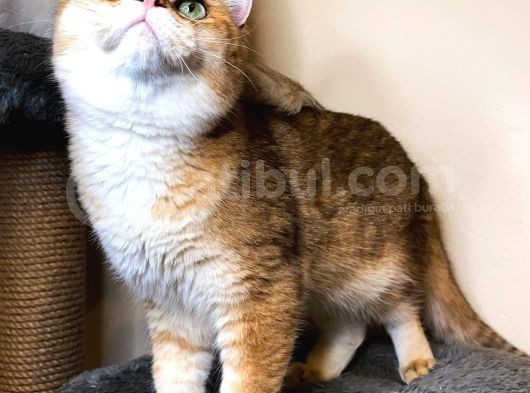 British Shorthair Ny 11 Erkek Üretim Şecereli görsel