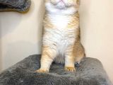 British Shorthair Ny 11 Erkek Üretim Şecereli
