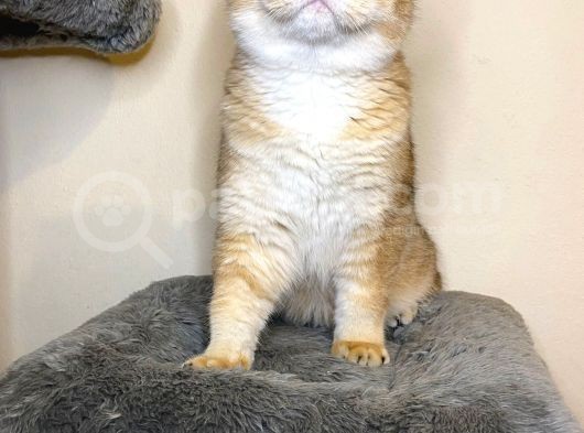 British Shorthair Ny 11 Erkek Üretim Şecereli görsel