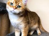 British Shorthair NY 11 Erkek Üretim Şecereli